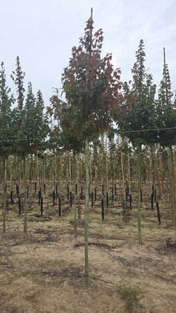 Acer rubrum 'Sun Valley' 10-12 Hoogstam wortelgoed - afbeelding 1
