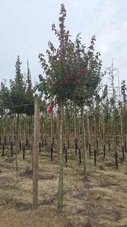 Acer rubrum 'Sun Valley' 12-14 Hoogstam wortelgoed 2 X verplant - afbeelding 4