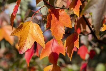 Acer rubrum 'Sun Valley' 12-14 Hoogstam wortelgoed 2 X verplant - afbeelding 1