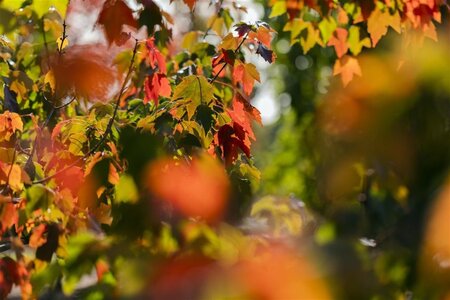 Acer rubrum 'Sun Valley' 12-14 Hoogstam wortelgoed 2 X verplant - afbeelding 2