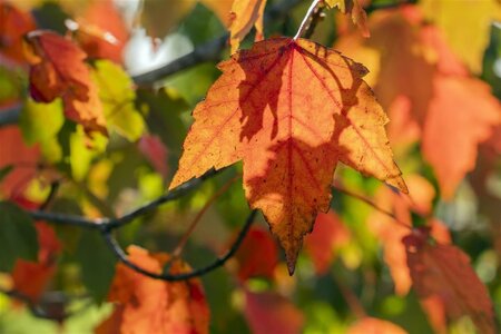 Acer rubrum 'Sun Valley' 12-14 Hoogstam wortelgoed 2 X verplant - afbeelding 3