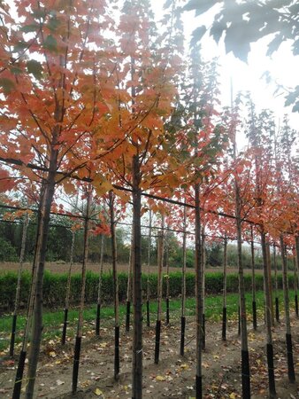 Acer rubrum 'Sun Valley' 12-14 Hoogstam wortelgoed 2 X verplant - afbeelding 5