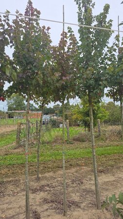Acer rubrum 'Sun Valley' 6-8 Hoogstam wortelgoed - afbeelding 5