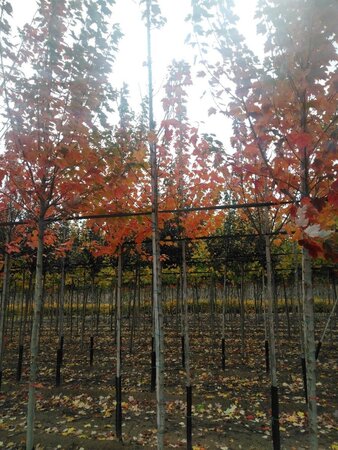 Acer rubrum 'Sun Valley' 6-8 Hoogstam wortelgoed - afbeelding 4