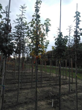 Acer rubrum 8-10 Hoogstam wortelgoed - afbeelding 4
