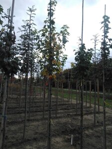 Acer rubrum 8-10 Hoogstam wortelgoed - afbeelding 4