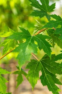 Acer saccharinum 10-12 Hoogstam wortelgoed - afbeelding 2
