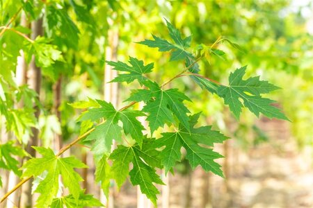 Acer saccharinum 10-12 Hoogstam wortelgoed - afbeelding 3