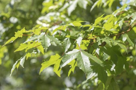 Acer saccharinum 10-12 Hoogstam wortelgoed - afbeelding 5