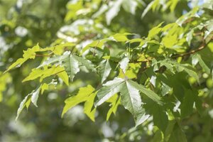 Acer saccharinum 10-12 Hoogstam wortelgoed - afbeelding 5