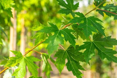 Acer saccharinum 14-16 Hoogstam draadkluit 3 X verplant - afbeelding 5