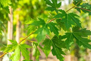 Acer saccharinum 14-16 Hoogstam draadkluit 3 X verplant - afbeelding 5