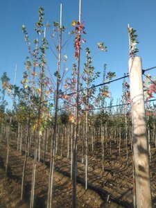 Acer saccharinum 6-8 Hoogstam wortelgoed - afbeelding 7