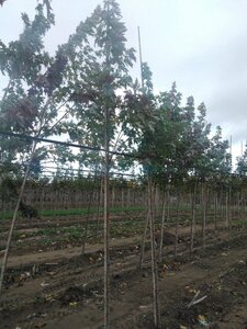 Acer saccharinum 6-8 Hoogstam wortelgoed - afbeelding 8