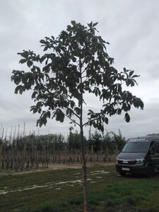 Aesculus carnea 'Briotii' 18-20 Hoogstam draadkluit 3 X verplant - afbeelding 2