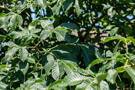 Aesculus carnea 'Briotii' 18-20 STA WRB 3 X V - image 1