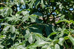 Aesculus carnea 'Briotii' 18-20 STA WRB 3 X V