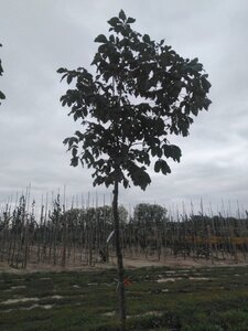 Aesculus carnea 'Briotii' 20-25 Hoogstam draadkluit 3 X verplant - afbeelding 1