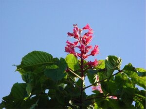Aesculus carnea 'Briotii' 20-25 Hoogstam draadkluit 3 X verplant - afbeelding 3