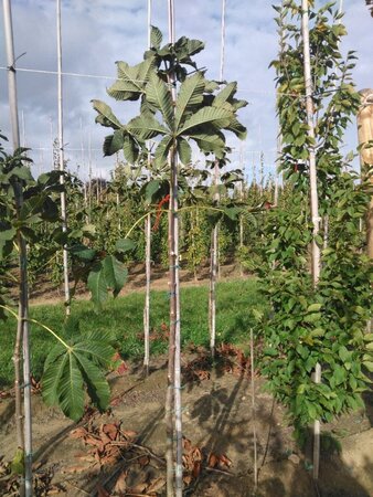 Aesculus carnea 'Briotii' 6-8 Hoogstam wortelgoed - afbeelding 3