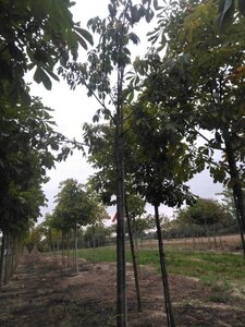 Aesculus flava 'Vestita' 16-18 Hoogstam draadkluit 3 X verplant - afbeelding 2