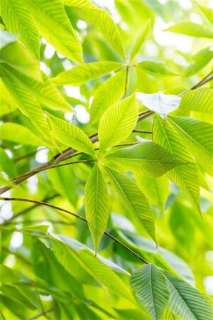 Aesculus flava 'Vestita' 16-18 Hoogstam draadkluit 3 X verplant - afbeelding 1