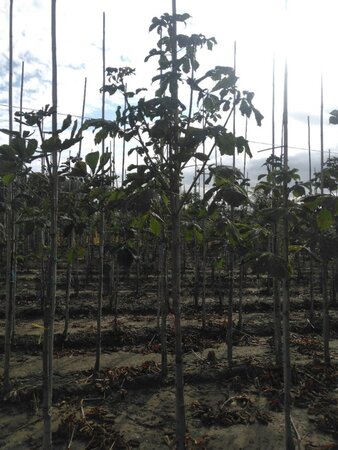 Aesculus hip. 'Baumannii' 10-12 Hoogstam wortelgoed - afbeelding 4