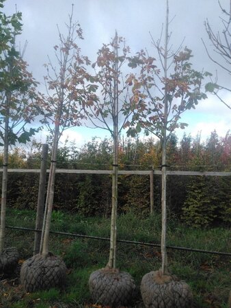 Aesculus hip. 'Baumannii' 16-18 Hoogstam draadkluit 3 X verplant - afbeelding 4