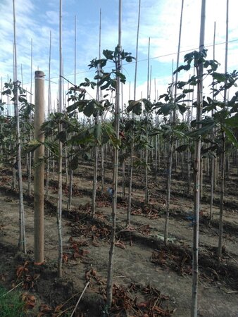 Aesculus hip. 'Baumannii' 6-8 Hoogstam wortelgoed - afbeelding 5