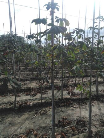 Aesculus hip. 'Baumannii' 6-8 Hoogstam wortelgoed - afbeelding 4