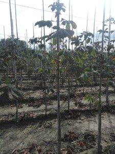 Aesculus hip. 'Baumannii' 6-8 Hoogstam wortelgoed - afbeelding 4