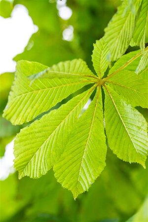 Aesculus hip. 'Baumannii' 8-10 Hoogstam wortelgoed - afbeelding 1