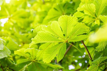 Aesculus hip. 'Baumannii' 8-10 Hoogstam wortelgoed - afbeelding 2