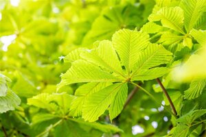 Aesculus hip. 'Baumannii' 8-10 Hoogstam wortelgoed - afbeelding 2
