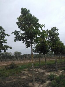 Aesculus hippocastanum 25-30 Hoogstam draadkluit 3 X verplant
