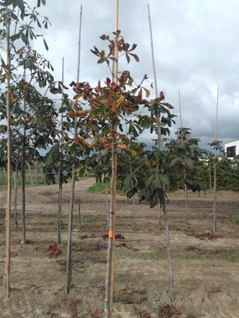 Aesculus hippocastanum 6-8 Hoogstam wortelgoed - afbeelding 7