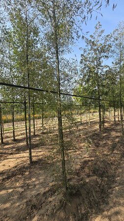 Alnus glutinosa 'Imperialis' 10-12 cm wortelgoed geveerd - afbeelding 2