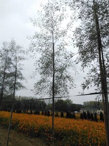 Alnus glutinosa 'Imperialis' 12-14 cm wortelgoed geveerd 2 X verplant - afbeelding 1