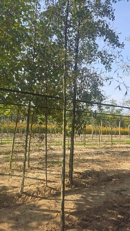 Alnus glutinosa 'Imperialis' 12-14 cm wortelgoed geveerd 2 X verplant - afbeelding 2