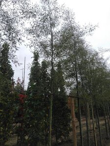 Alnus glutinosa 'Imperialis' 14-16 cm wortelgoed geveerd 3 X verplant - afbeelding 1