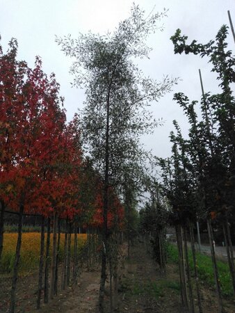 Alnus glutinosa 'Imperialis' 18-20 cm draadkluit geveerd 3 X verplant - afbeelding 2