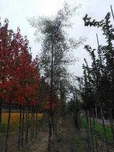 Alnus glutinosa 'Imperialis' 18-20 cm draadkluit geveerd 3 X verplant - afbeelding 2