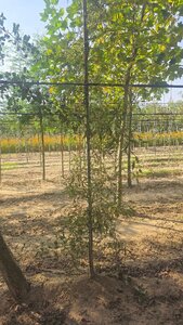 Alnus glutinosa 'Imperialis' 6-8 cm wortelgoed geveerd - afbeelding 4