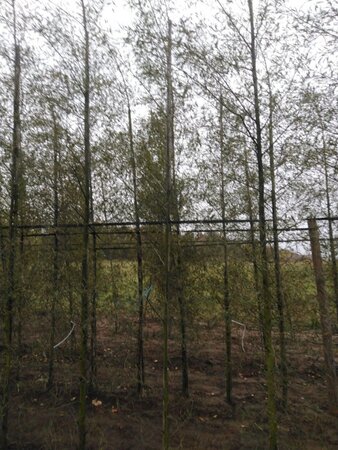Alnus glutinosa 'Imperialis' 6-8 cm wortelgoed geveerd - afbeelding 6
