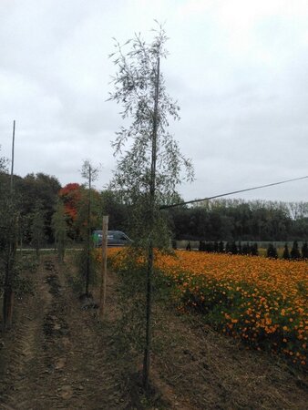 Alnus glutinosa 'Imperialis' 8-10 cm wortelgoed geveerd - afbeelding 4