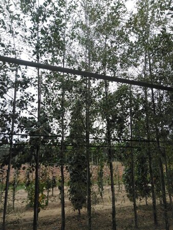 Alnus glutinosa 'Imperialis' 8-10 cm wortelgoed geveerd - afbeelding 6