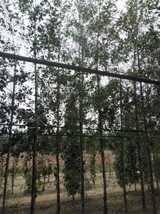 Alnus glutinosa 'Imperialis' 8-10 cm wortelgoed geveerd - afbeelding 6