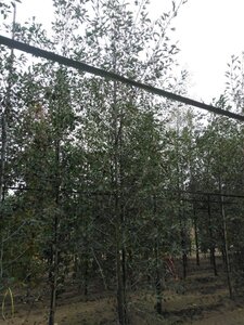 Alnus glutinosa 'Laciniata' 10-12 cm wortelgoed geveerd - afbeelding 8