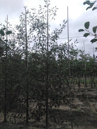 Alnus glutinosa 'Laciniata' 10-12 cm wortelgoed geveerd - afbeelding 6