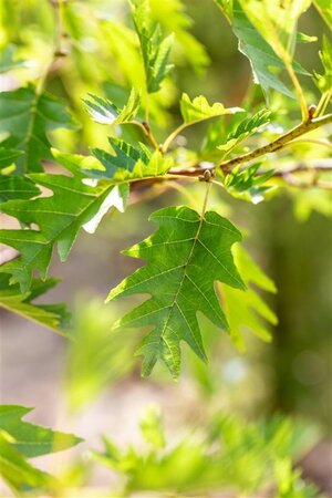Alnus glutinosa 'Laciniata' 10-12 cm wortelgoed geveerd - afbeelding 5